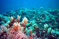 ケアンズの珊瑚礁